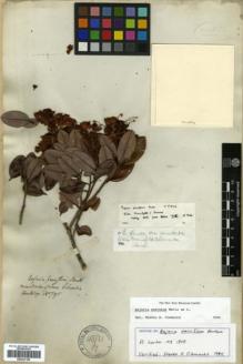 Type specimen at Edinburgh (E). Hartweg, Karl: 795. Barcode: E00327186.