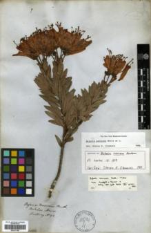 Type specimen at Edinburgh (E). Hartweg, Karl: 92. Barcode: E00327190.