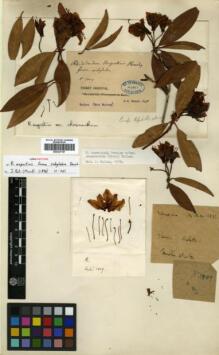 Type specimen at Edinburgh (E). Soulié, Jean: 1009. Barcode: E00327197.