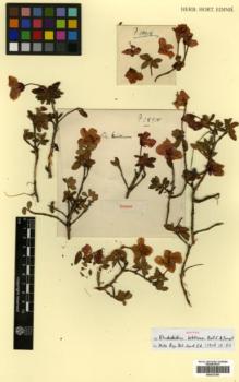 Type specimen at Edinburgh (E). Forrest, George: 18918. Barcode: E00327200.