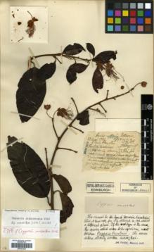 Type specimen at Edinburgh (E). Esquirol, Joseph: 3230. Barcode: E00327218.