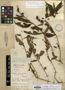 Type specimen at Edinburgh (E). Forrest, George: 8962. Barcode: E00327225.