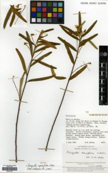 Type specimen at Edinburgh (E). Harley, Raymond; Carvalho, André; Bromley, G.; Soares, J.M.; Hage, J; DosSantos, E.B.: 22941. Barcode: E00327228.
