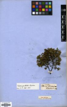 Type specimen at Edinburgh (E). Gardner, George: 4696. Barcode: E00327229.