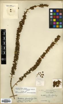 Type specimen at Edinburgh (E). Wilson, Ernest: 1351. Barcode: E00327236.