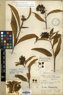 Type specimen at Edinburgh (E). Forrest, George: 11561. Barcode: E00327241.