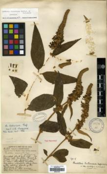 Type specimen at Edinburgh (E). Forrest, George: 2599. Barcode: E00327243.