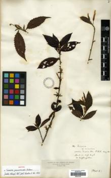 Type specimen at Edinburgh (E). Hayes, Sutton: 114. Barcode: E00327247.