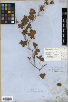 Type specimen at Edinburgh (E). Gardner, George: 224. Barcode: E00327252.