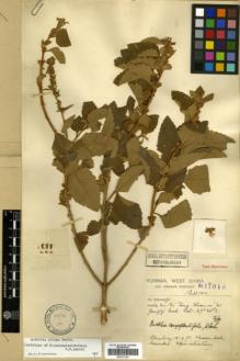 Type specimen at Edinburgh (E). Forrest, George: 11016. Barcode: E00327264.