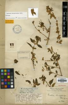 Type specimen at Edinburgh (E). Forrest, George: 1076. Barcode: E00327269.