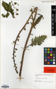 Type specimen at Edinburgh (E). Rechinger, Karl: 51216. Barcode: E00327273.