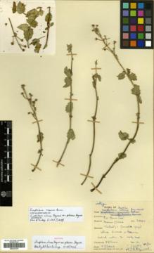 Type specimen at Edinburgh (E). Davis, Peter: 16257. Barcode: E00327275.