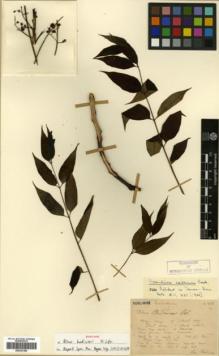 Type specimen at Edinburgh (E). Bodinier, Emile: 1103 BIS. Barcode: E00327280.