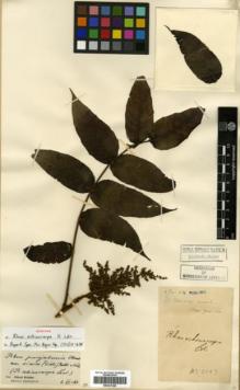 Type specimen at Edinburgh (E). Cavalerie, Pierre: 2003. Barcode: E00327288.