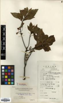Type specimen at Edinburgh (E). McClure, Floyd: 6505. Barcode: E00327293.