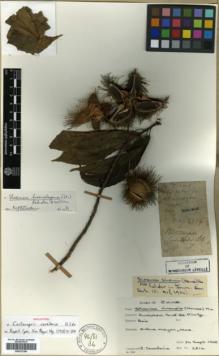 Type specimen at Edinburgh (E). Cavalerie, Pierre: 2514. Barcode: E00327296.