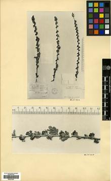 Type specimen at Edinburgh (E). Legendre, A.F.: 1036. Barcode: E00327297.