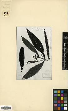 Type specimen at Edinburgh (E). Henry, Augustine: 9025A. Barcode: E00327301.