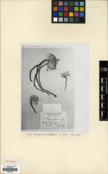 Type specimen at Edinburgh (E). Kikodse, E.: . Barcode: E00327307.