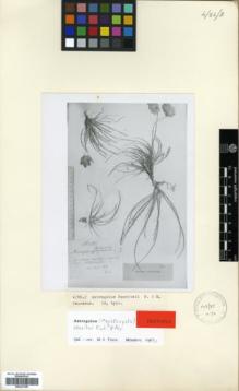 Type specimen at Edinburgh (E). Szovits, A.: 437. Barcode: E00327309.