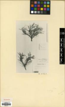 Type specimen at Edinburgh (E). : 294. Barcode: E00327311.