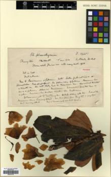 Type specimen at Edinburgh (E). Forrest, George: 12651. Barcode: E00327315.