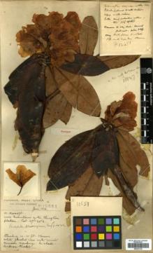 Type specimen at Edinburgh (E). Forrest, George: 12651. Barcode: E00327316.