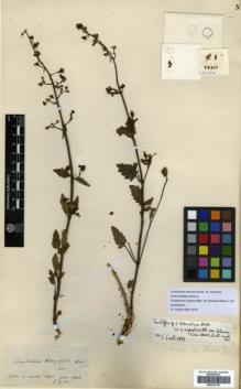 Type specimen at Edinburgh (E). Boissier, Pierre: . Barcode: E00327319.
