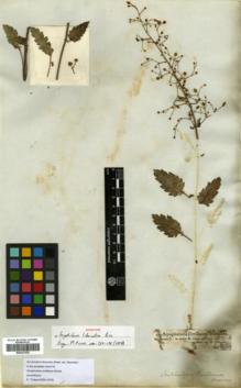Type specimen at Edinburgh (E). Schimper, Wilhelm: 350. Barcode: E00327325.