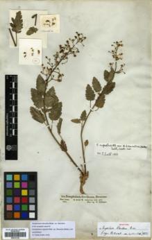 Type specimen at Edinburgh (E). Schimper, Wilhelm: 350. Barcode: E00327326.