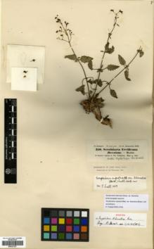 Type specimen at Edinburgh (E). Schimper, Wilhelm: 350. Barcode: E00327327.