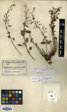 Type specimen at Edinburgh (E). Sintenis, Paul: 5840. Barcode: E00327335.