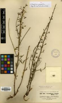 Type specimen at Edinburgh (E). Kotschy, Carl (Karl): 329. 491.. Barcode: E00327341.