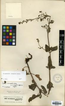 Type specimen at Edinburgh (E). Kotschy, Carl (Karl): 632. Barcode: E00327342.