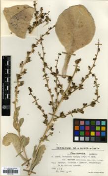 Type specimen at Edinburgh (E). Huber-Morath, Arthur: 11825. Barcode: E00327348.
