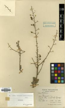 Type specimen at Edinburgh (E). Dinsmore, John: 21804. Barcode: E00327349.
