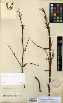 Type specimen at Edinburgh (E). Kotschy, Carl (Karl): 523. Barcode: E00327352.