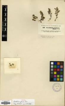 Type specimen at Edinburgh (E). Kotschy, Carl (Karl): 427. Barcode: E00327361.