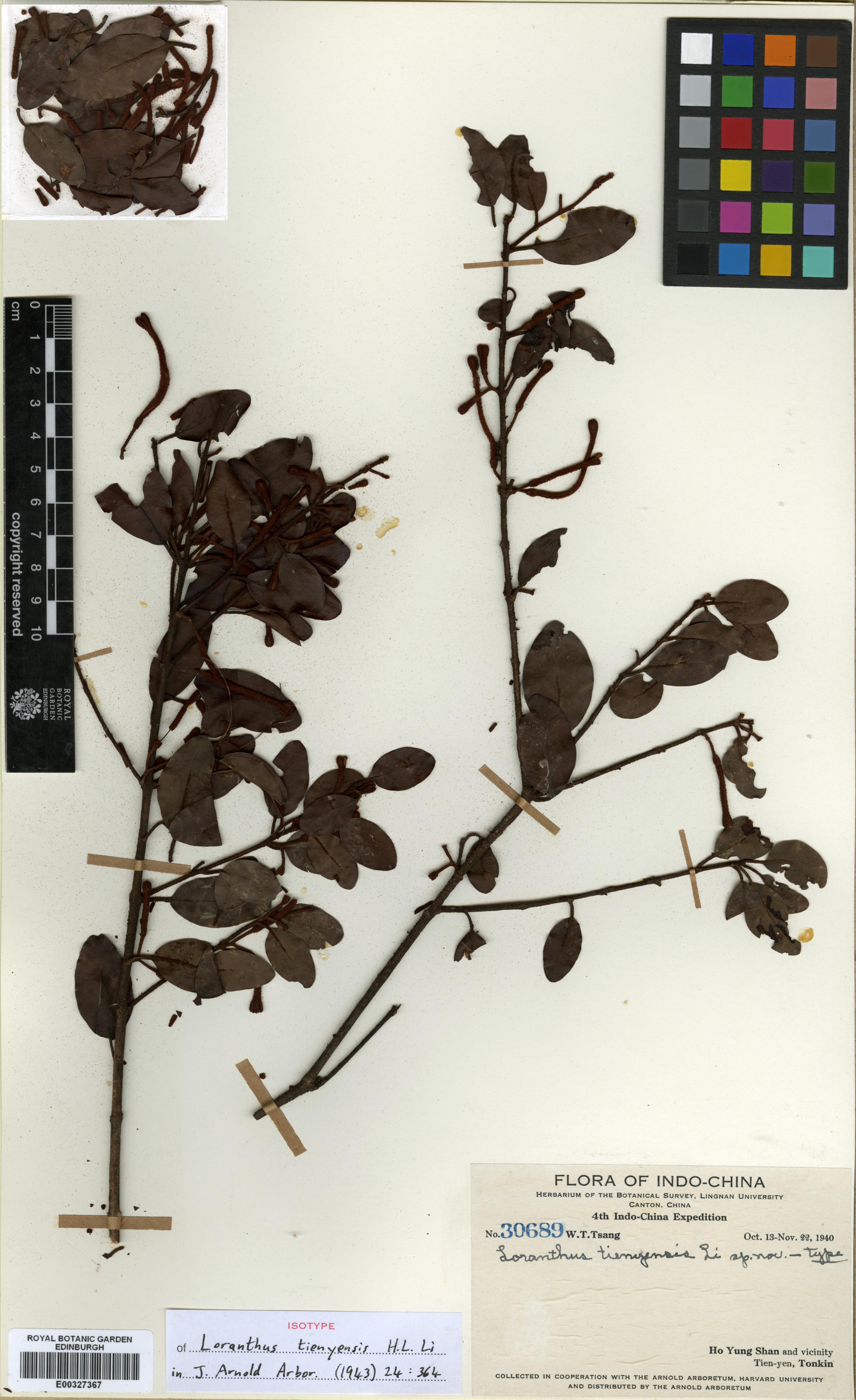 Taxillus balansae — ảnh 3