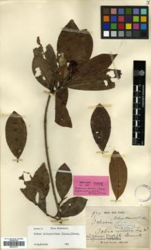 Type specimen at Edinburgh (E). Thorel, Clovis: 970. Barcode: E00327371.