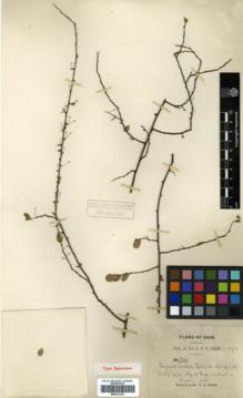 Type specimen at Edinburgh (E). Kerr, Arthur: 2946. Barcode: E00327381.