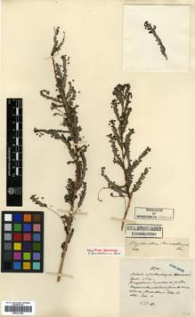Type specimen at Edinburgh (E). Maire, Edouard-Ernest: . Barcode: E00327385.