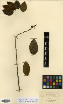Type specimen at Edinburgh (E). Cavalerie, Pierre: 3284. Barcode: E00327388.