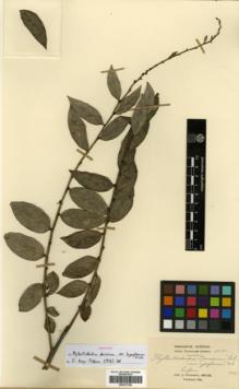 Type specimen at Edinburgh (E). Cavalerie, Pierre: 3500. Barcode: E00327390.