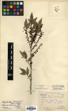Type specimen at Edinburgh (E). Bodinier, Emile: 2194. Barcode: E00327392.