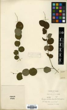 Type specimen at Edinburgh (E). Kerr, Arthur: 2635. Barcode: E00327397.