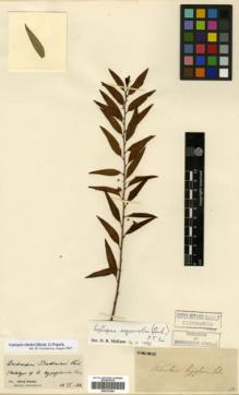 Type specimen at Edinburgh (E). Cavalerie, Pierre: . Barcode: E00327404.