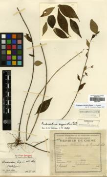 Type specimen at Edinburgh (E). Esquirol, Joseph: 110. Barcode: E00327405.