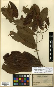 Type specimen at Edinburgh (E). Pierre, Jean: . Barcode: E00327413.